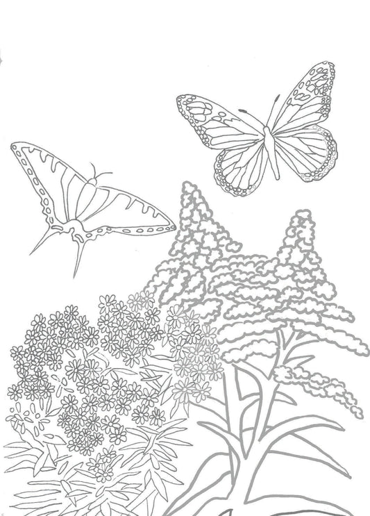 4 printable pages from Birds, Butterflies and Flowers North American Species by Haley Jula